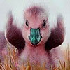Pink duck slide puzzle