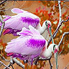 Pink finned birds slide puzzle