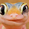 Pink frog slide puzzle