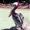 Pink headed pelican slide puzzle