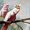 Pink parrots slide puzzle