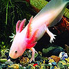Pink rummy fish puzzle