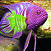 Pink spotted fish slide puzzle