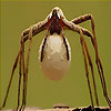 Player insect slide puzzle