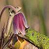 Playful lizard slide puzzle