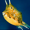 Podgy fish slide puzzle