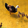 Pretty duck family slide puzzle