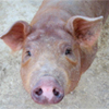 Pretty Piglets