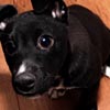 Pretty Puppies Puzzles
