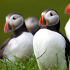 Puffins Slider Puzzle