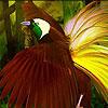 Puffy nice bird puzzle