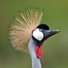 Punk