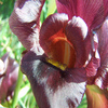 Purple Iris 2 Jigsaw Puzzle
