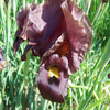 Purple Iris Jigsaw Puzzle