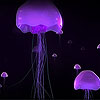 Purple jellyfish slide puzzle