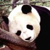 Puzzle Panda