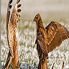 Quarrelsome birds puzzle
