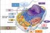 Quiz about cells