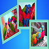 Rainbow birds puzzle