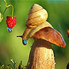 Rainy day and snail puzzle
