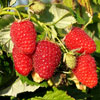 Raspberry