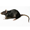 Rat ATTACK