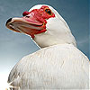 Red beak slide puzzle