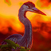 Red flying beaks geese puzzle