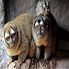 Red eyed monkeys slide puzzle