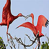 Red fighter birds slide puzzle