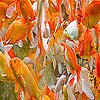 Red fishes hidden numbers