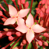 Red Flowers Jigsaw Puzzle