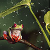 Red footed frog slide puzzle