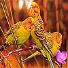 Red forest birds slide puzzle