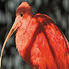 Red long gaga slide puzzle