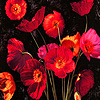 Red rose garden puzzle