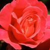 Red Rose Hidden Numbers