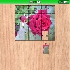 Red Rose