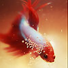 Red spotted fish slide puzzle