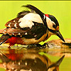 Red woodpecker in the jungle puzzle