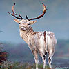 Reindeer in the mountain slide puzzle