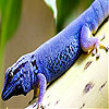 Reptile on the woods slide puzzle