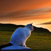 Romantic Cat