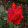 Rose 2 Jigsaw Puzzle