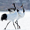 Runner birds puzzle