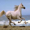 Running Horse Jigsaw