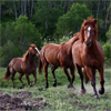 Running Horses