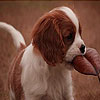 Sad and alone dog slide puzzle