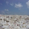 Sanibel Island Shells Slider