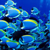School of fish